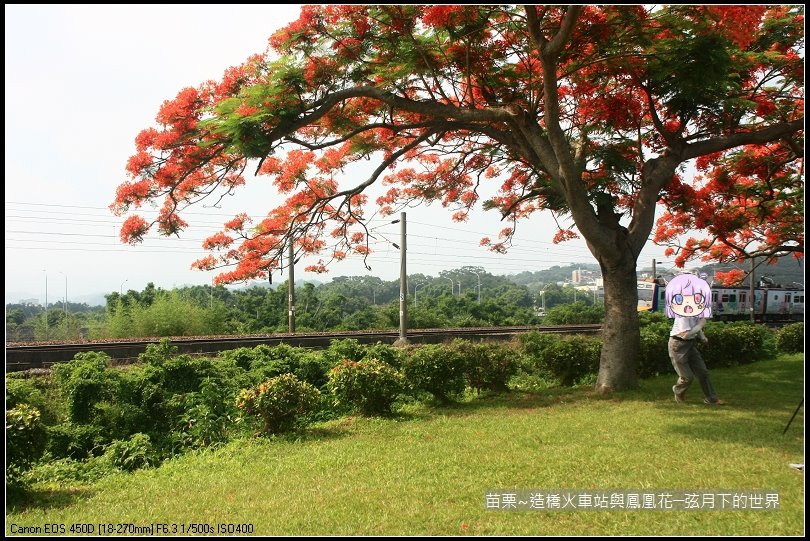 2017年苗栗~造橋拍火車與鳳凰花 (7)