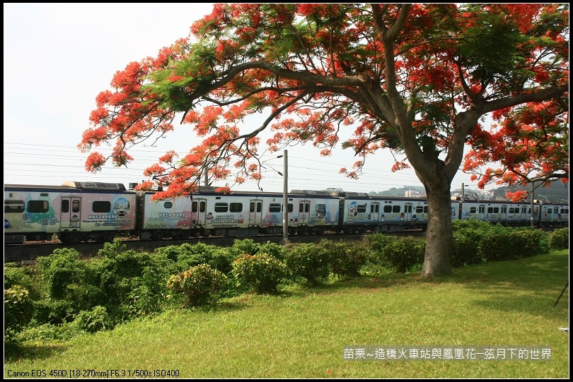 2017年苗栗~造橋拍火車與鳳凰花 (10)