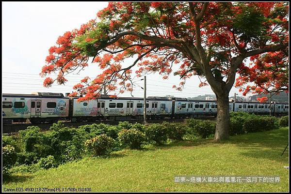 2017年苗栗~造橋拍火車與鳳凰花 (10)