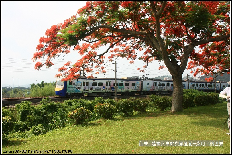 2017年苗栗~造橋拍火車與鳳凰花 (9)