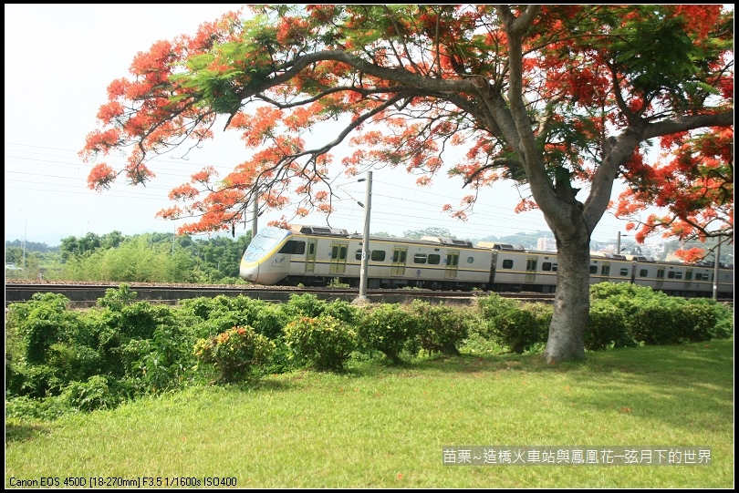 2017年苗栗~造橋拍火車與鳳凰花 (11)