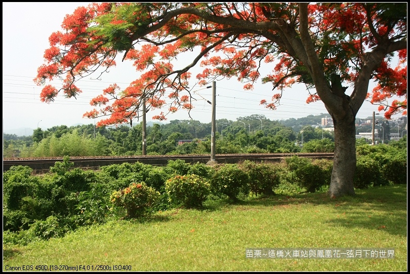 2017年苗栗~造橋拍火車與鳳凰花 (12)