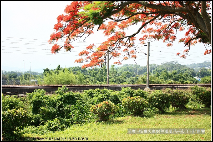 2017年苗栗~造橋拍火車與鳳凰花 (14)