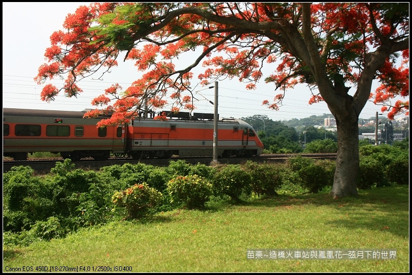 2017年苗栗~造橋拍火車與鳳凰花 (13)