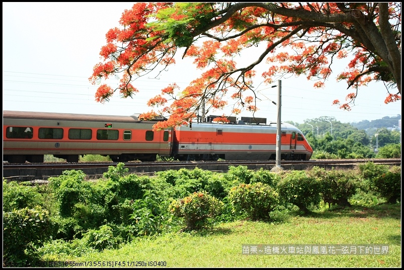 2017年苗栗~造橋拍火車與鳳凰花 (15)