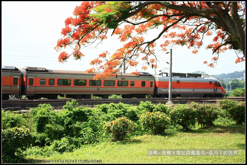 2017年苗栗~造橋拍火車與鳳凰花 (16)