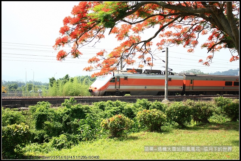 2017年苗栗~造橋拍火車與鳳凰花 (17)