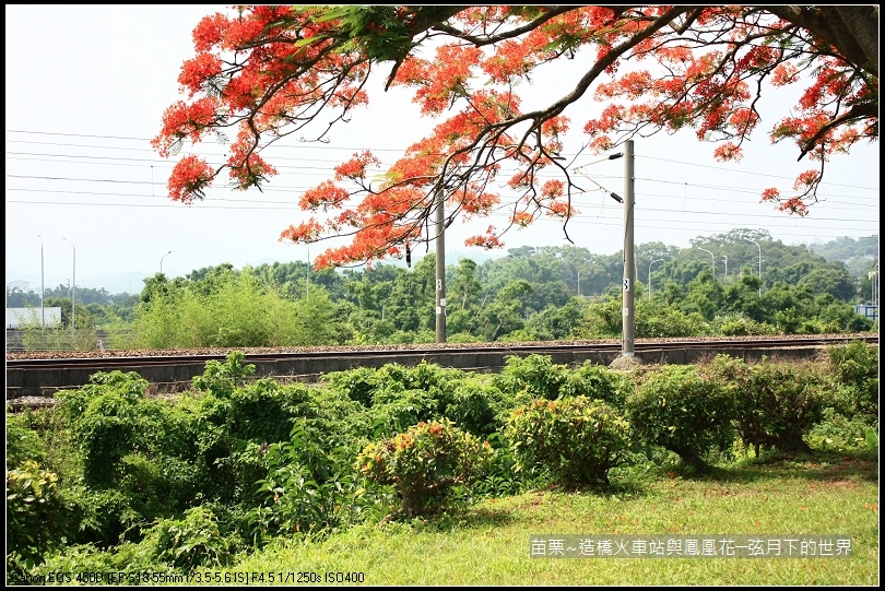 2017年苗栗~造橋拍火車與鳳凰花 (18)