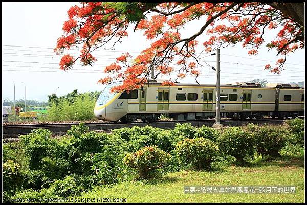 2017年苗栗~造橋拍火車與鳳凰花 (19)