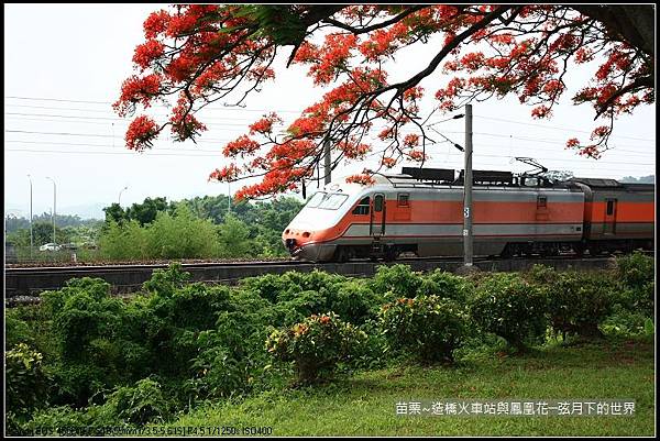 2017年苗栗~造橋拍火車與鳳凰花 (21)