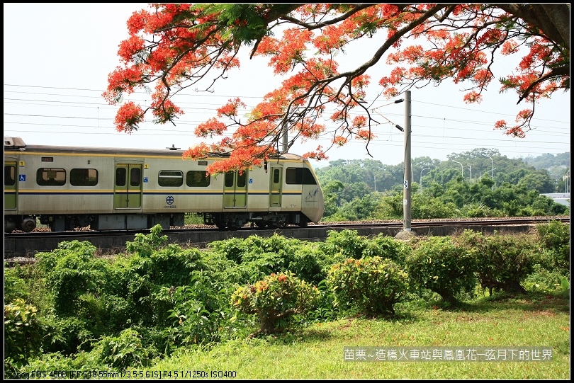 2017年苗栗~造橋拍火車與鳳凰花 (20)