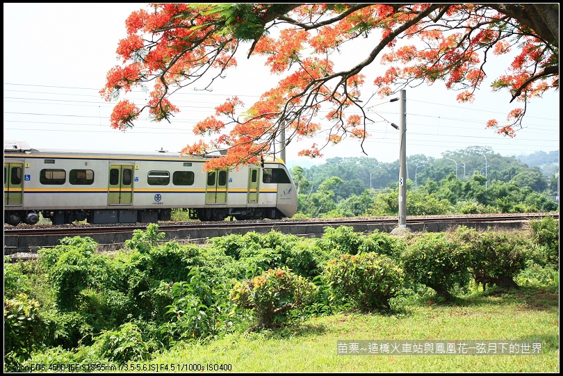 2017年苗栗~造橋拍火車與鳳凰花 (22)