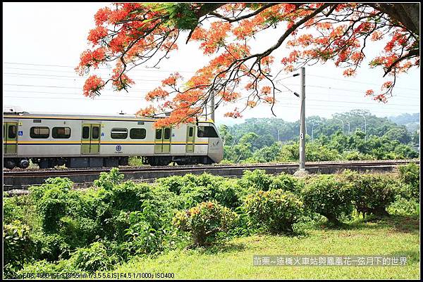 2017年苗栗~造橋拍火車與鳳凰花 (22)