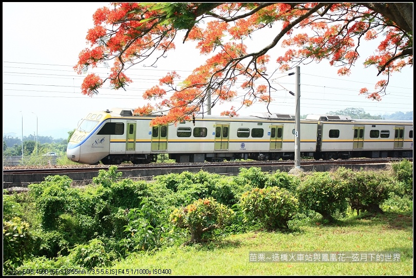 2017年苗栗~造橋拍火車與鳳凰花 (23)