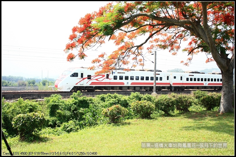 2017年苗栗~造橋拍火車與鳳凰花 (26)