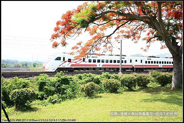 2017年苗栗~造橋拍火車與鳳凰花 (26)