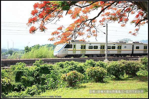 2017年苗栗~造橋拍火車與鳳凰花 (24)