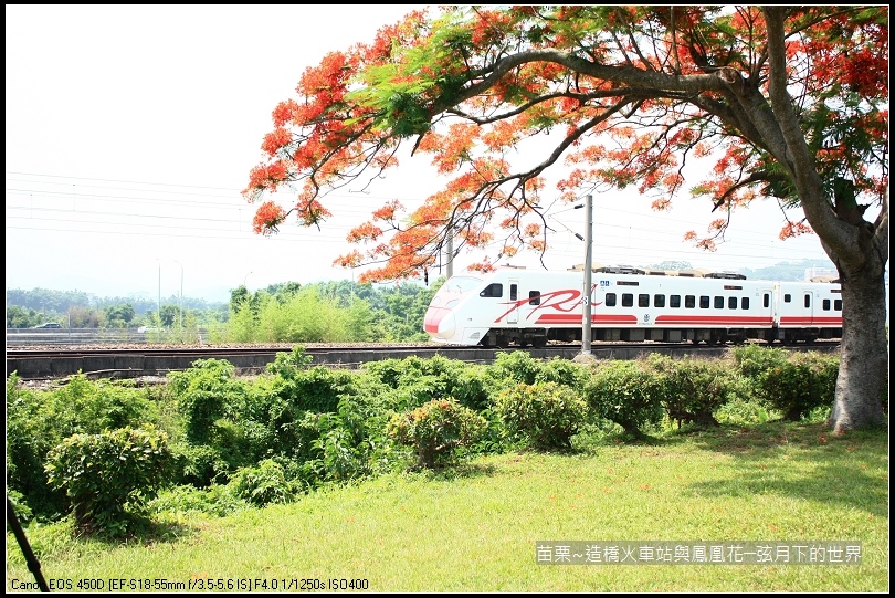 2017年苗栗~造橋拍火車與鳳凰花 (25)