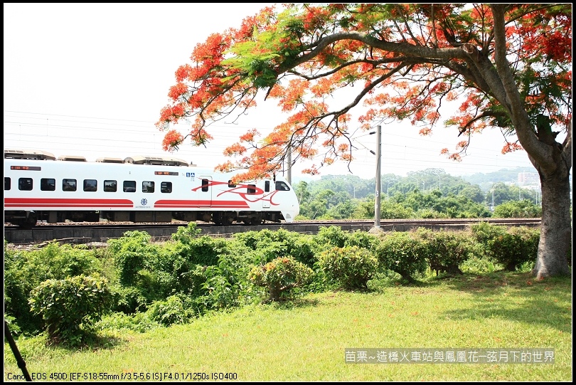 2017年苗栗~造橋拍火車與鳳凰花 (27)