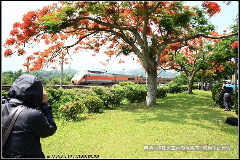 2017年苗栗~造橋拍火車與鳳凰花 (30)