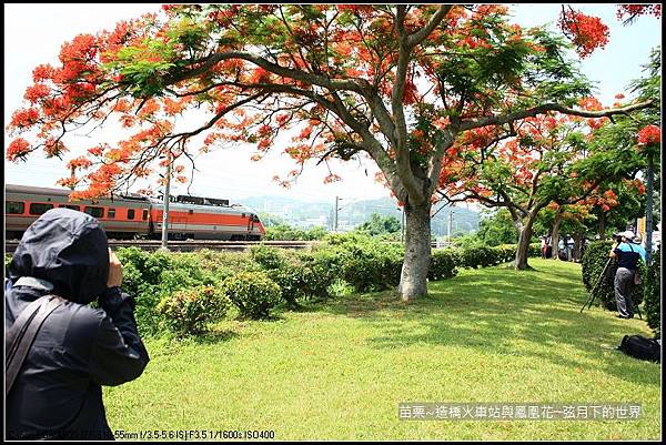 2017年苗栗~造橋拍火車與鳳凰花 (29)