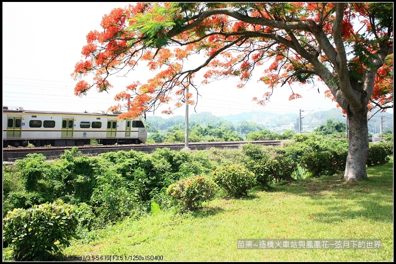 2017年苗栗~造橋拍火車與鳳凰花 (32)