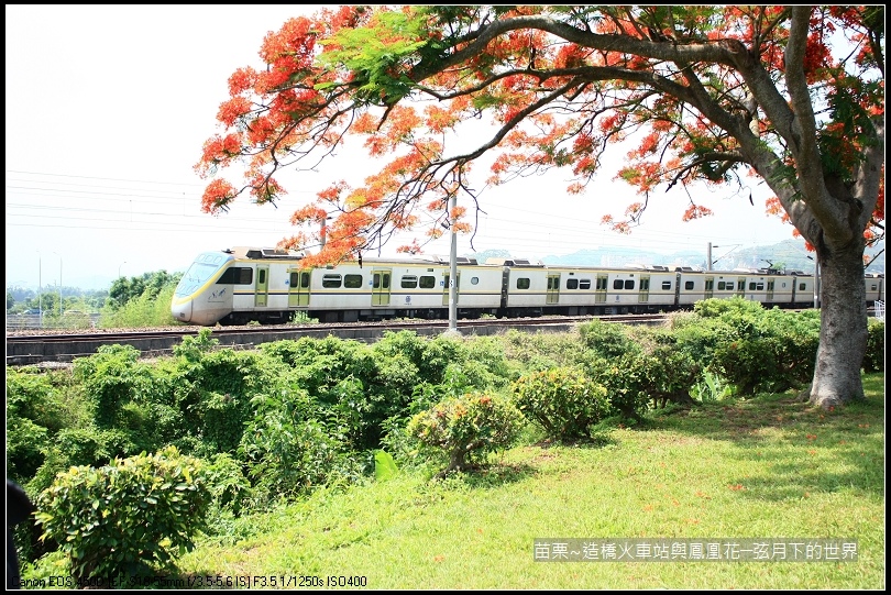 2017年苗栗~造橋拍火車與鳳凰花 (33)