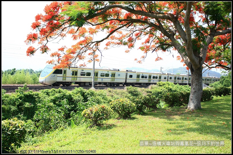 2017年苗栗~造橋拍火車與鳳凰花 (34)