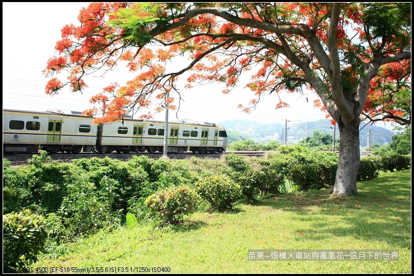 2017年苗栗~造橋拍火車與鳳凰花 (35)