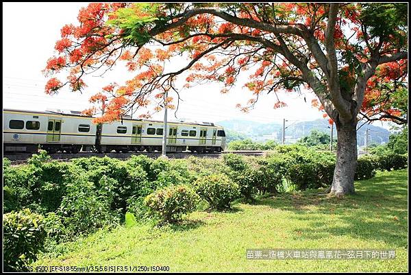 2017年苗栗~造橋拍火車與鳳凰花 (35)