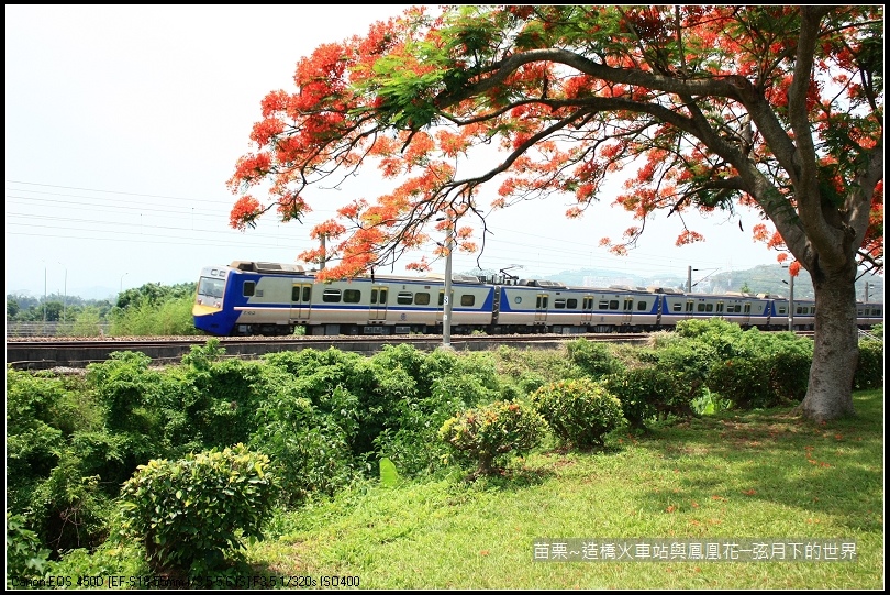 2017年苗栗~造橋拍火車與鳳凰花 (36)