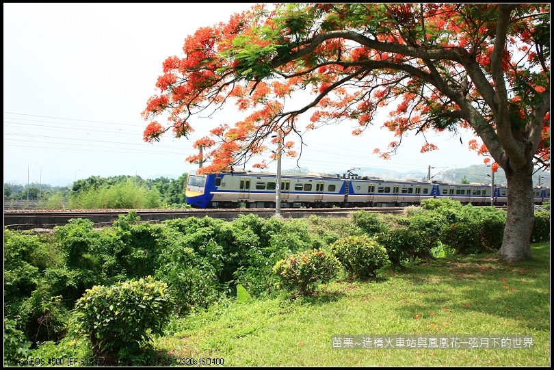 2017年苗栗~造橋拍火車與鳳凰花 (37)