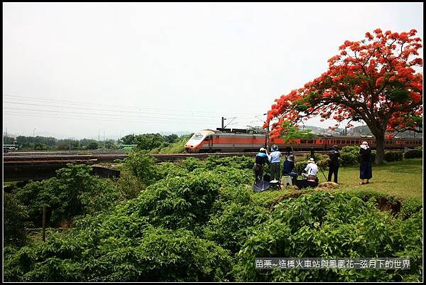 2017年苗栗~造橋拍火車與鳳凰花 (43)