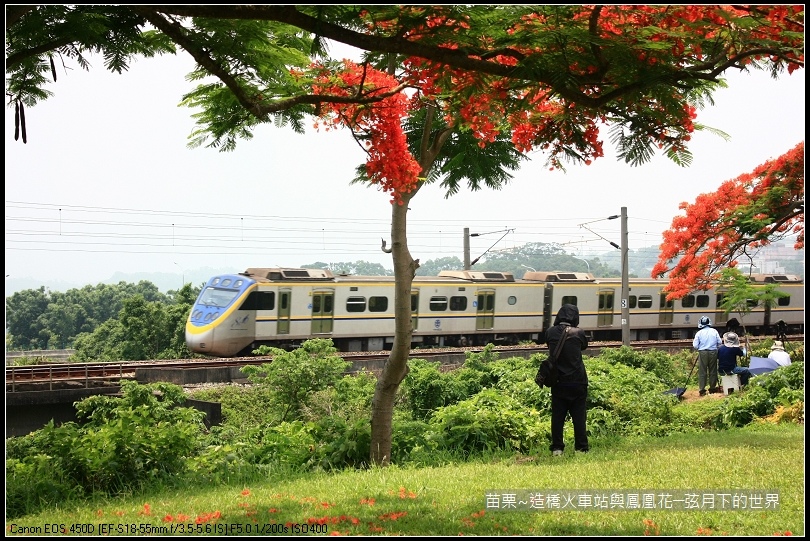 2017年苗栗~造橋拍火車與鳳凰花 (47)