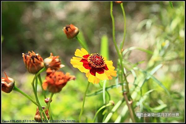 兩色金雞菊 (1)