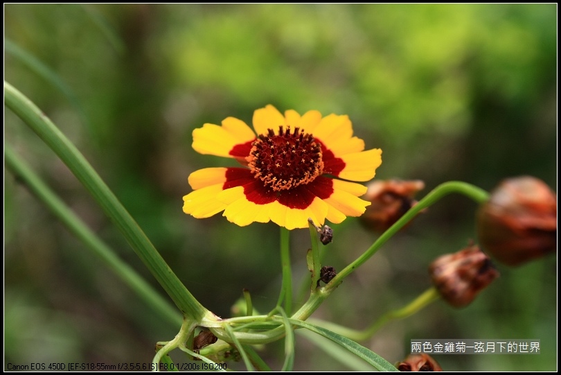 兩色金雞菊 (2)