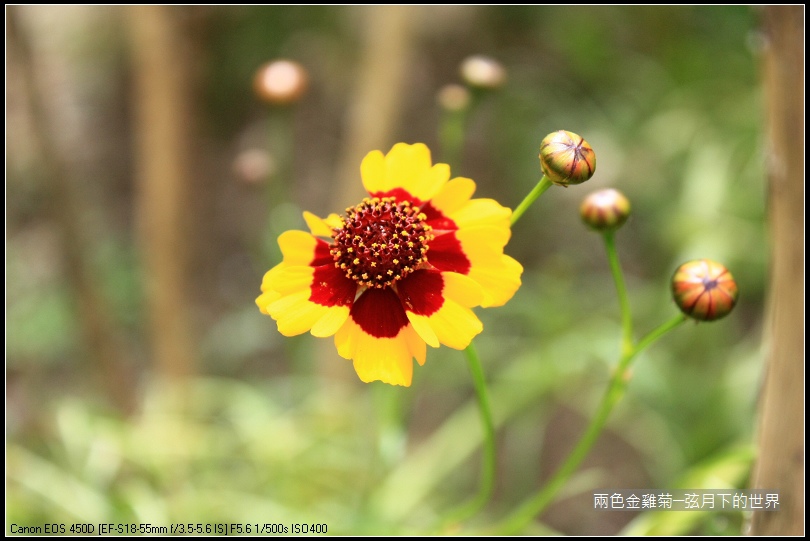 兩色金雞菊 (4)