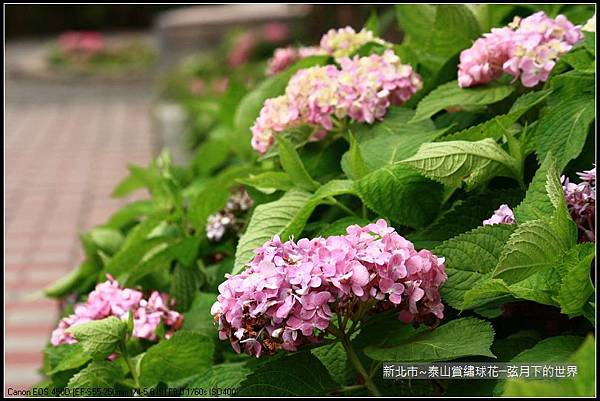 新北市~泰山黎明步道賞繡球花 (34)