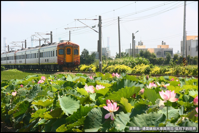 苗栗縣-通宵鎮拍火車與荷花 (2).JPG