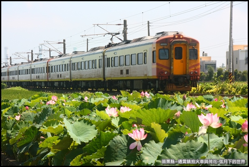 苗栗縣-通宵鎮拍火車與荷花 (4).JPG