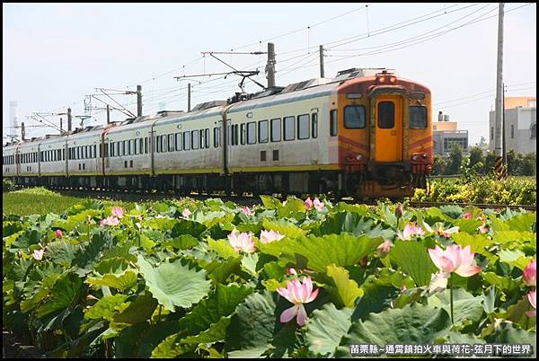 苗栗縣-通宵鎮拍火車與荷花 (4).JPG