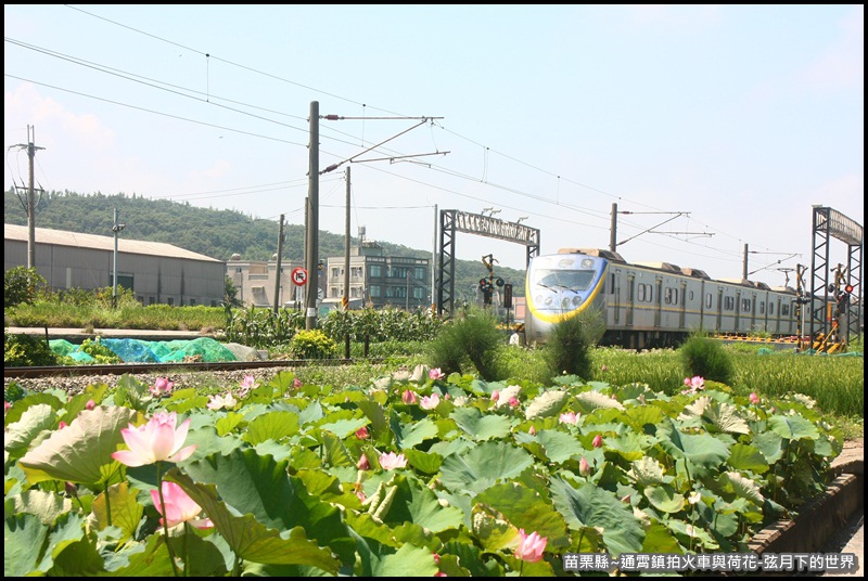 苗栗縣-通宵鎮拍火車與荷花 (5).JPG