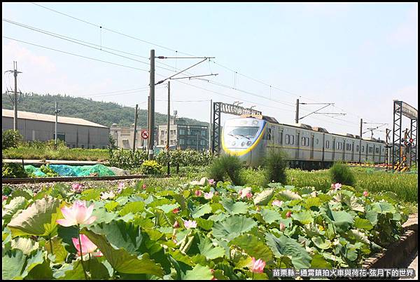 苗栗縣-通宵鎮拍火車與荷花 (6).JPG