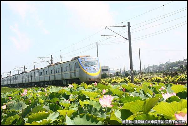苗栗縣-通宵鎮拍火車與荷花 (7).JPG