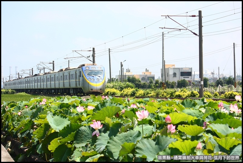 苗栗縣-通宵鎮拍火車與荷花 (12).JPG