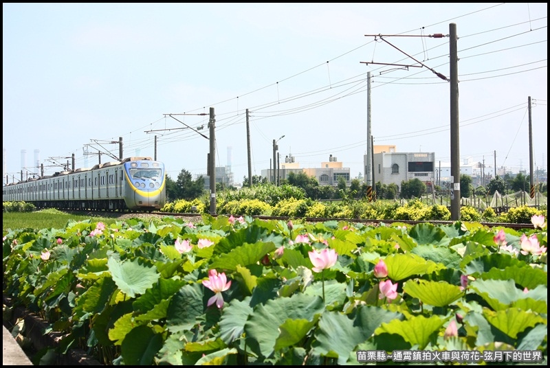 苗栗縣-通宵鎮拍火車與荷花 (11).JPG