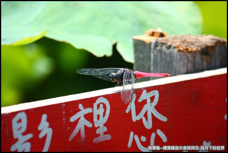 苗栗縣-通宵鎮拍火車與荷花 (10).JPG