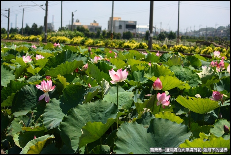 苗栗縣-通宵鎮拍火車與荷花 (9).JPG