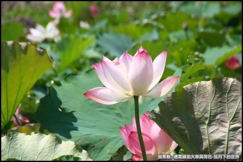 苗栗縣-通宵鎮拍火車與荷花 (8).JPG