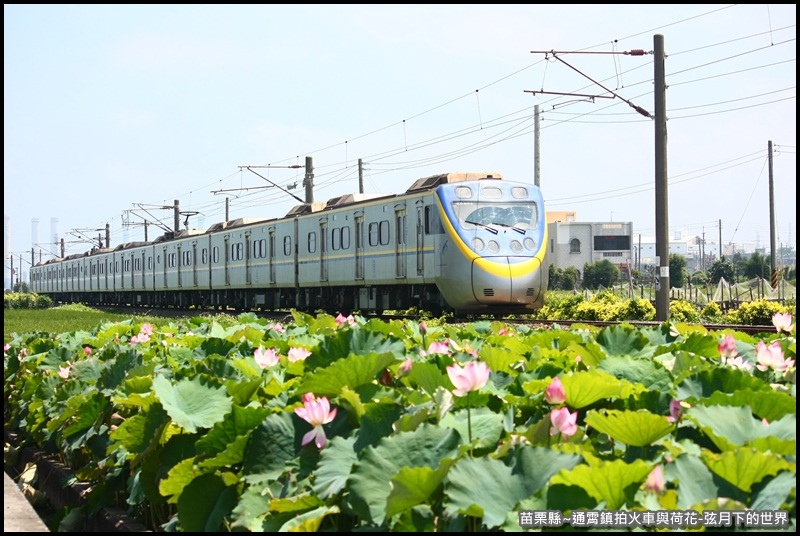 苗栗縣-通宵鎮拍火車與荷花 (13).JPG